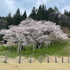 臥龍桜